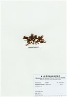 藏品(旋花藻)的圖片